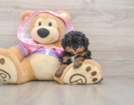 6 week old Poodle Puppy For Sale - Premier Pups