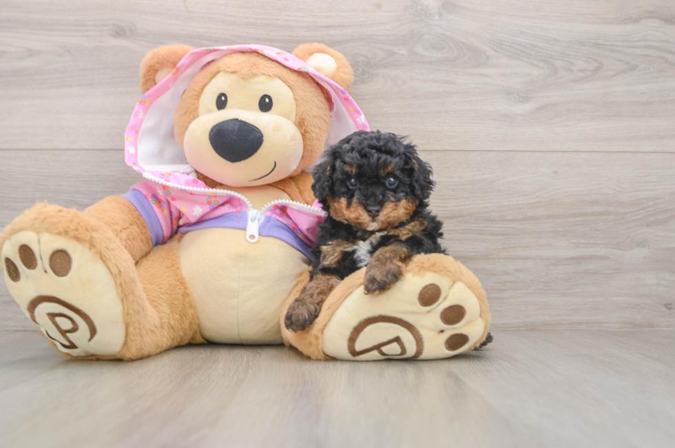 5 week old Poodle Puppy For Sale - Premier Pups