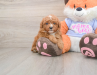 5 week old Poodle Puppy For Sale - Premier Pups