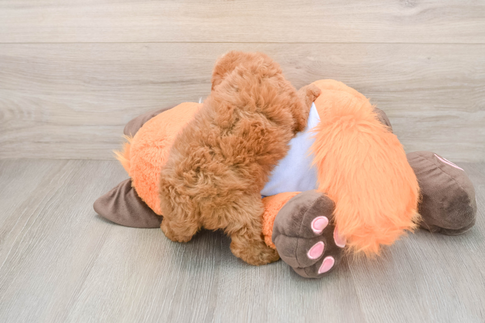 Poodle Pup Being Cute