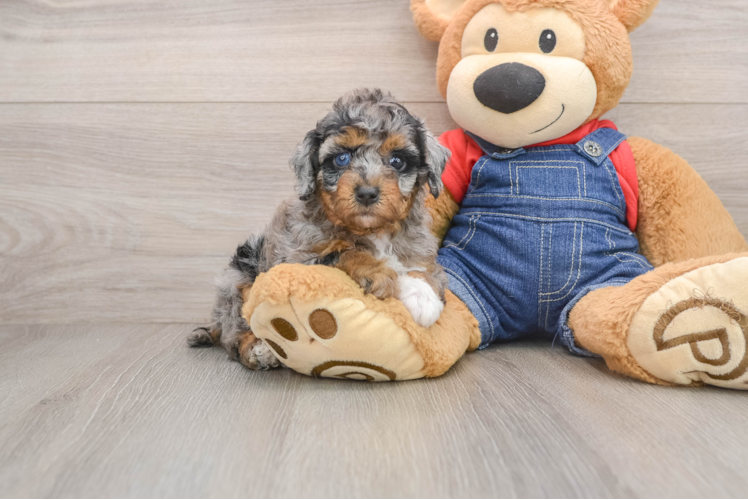 Petite Pooodle Purebred Puppy