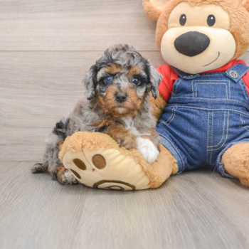 Petite Pooodle Purebred Puppy
