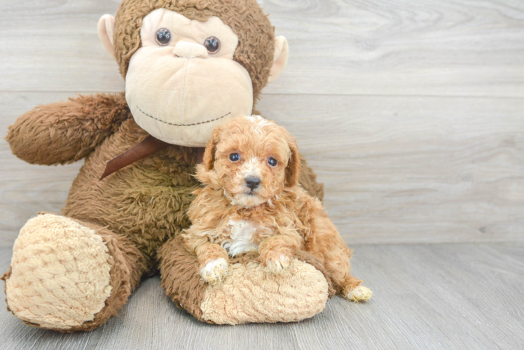 Hypoallergenic Poodle Purebred Pup