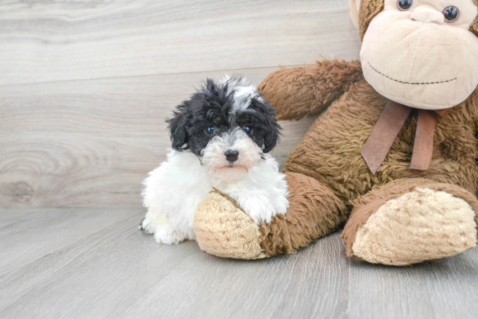 Friendly Poodle Purebred Pup