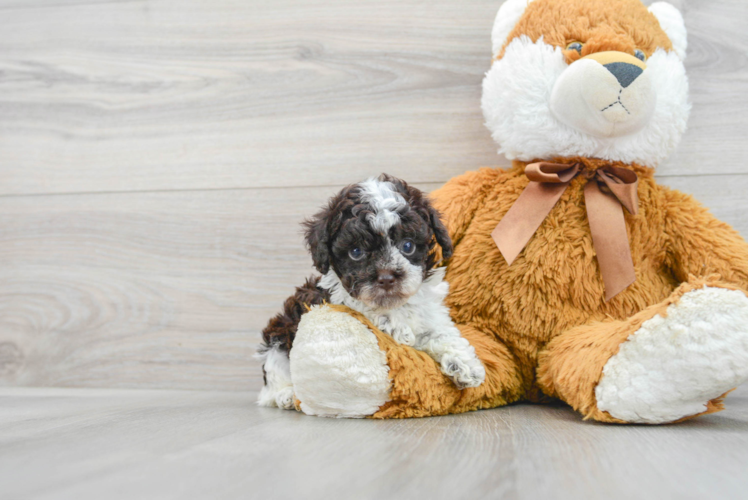 Best Poodle Baby