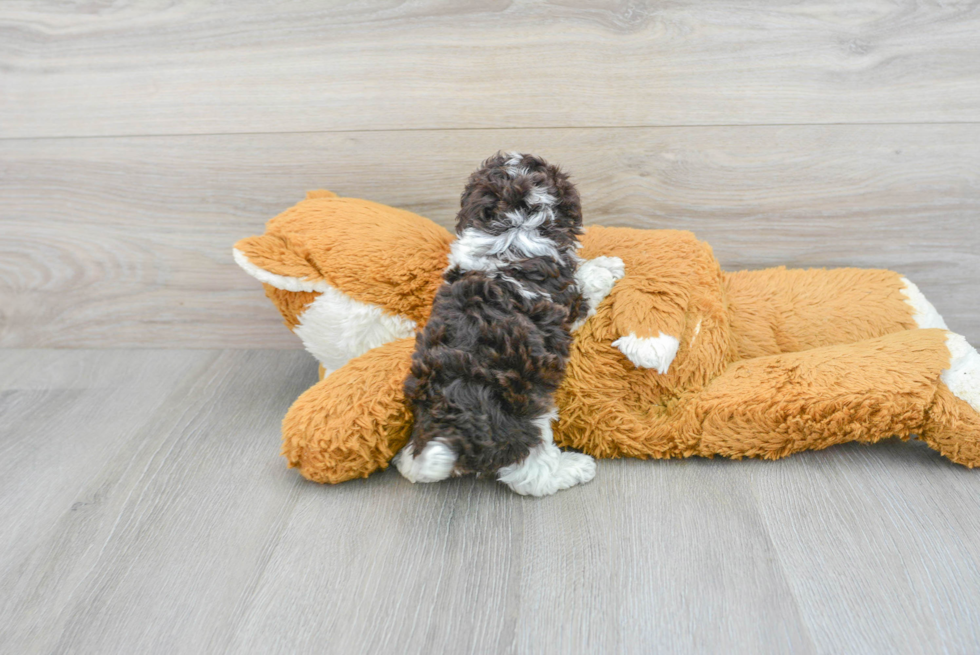Best Poodle Baby