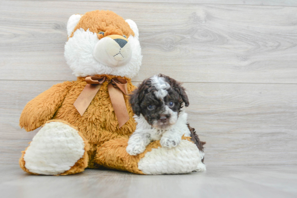 Little Poodle Purebred Pup