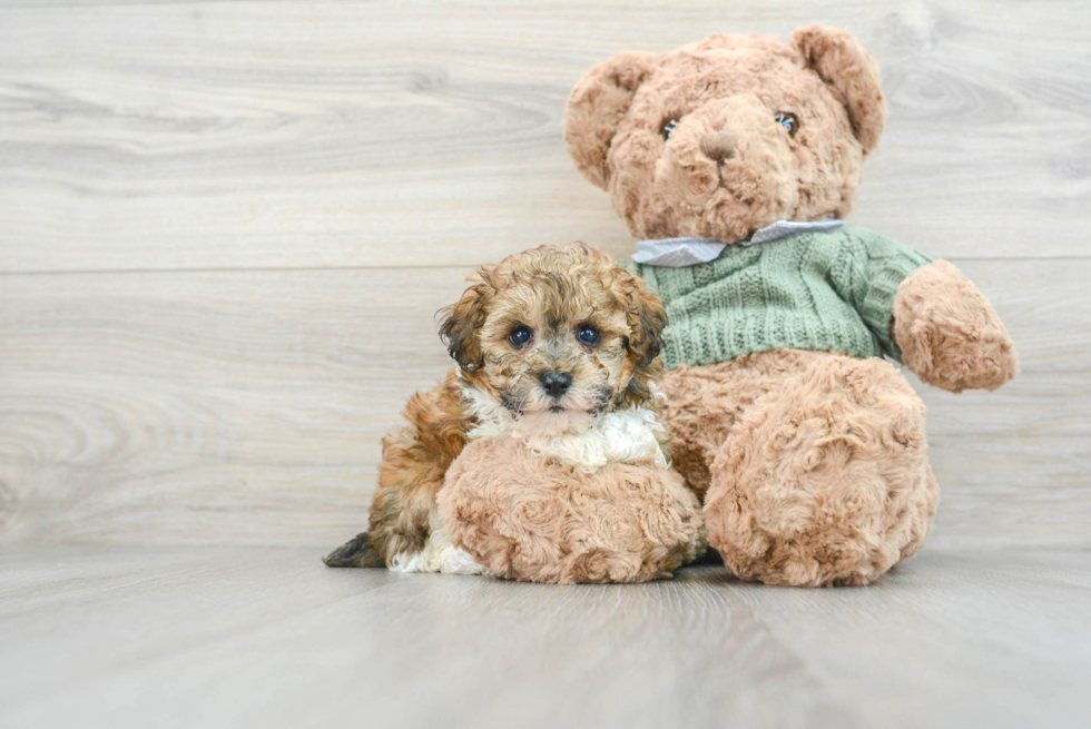 Playful Poodle Baby