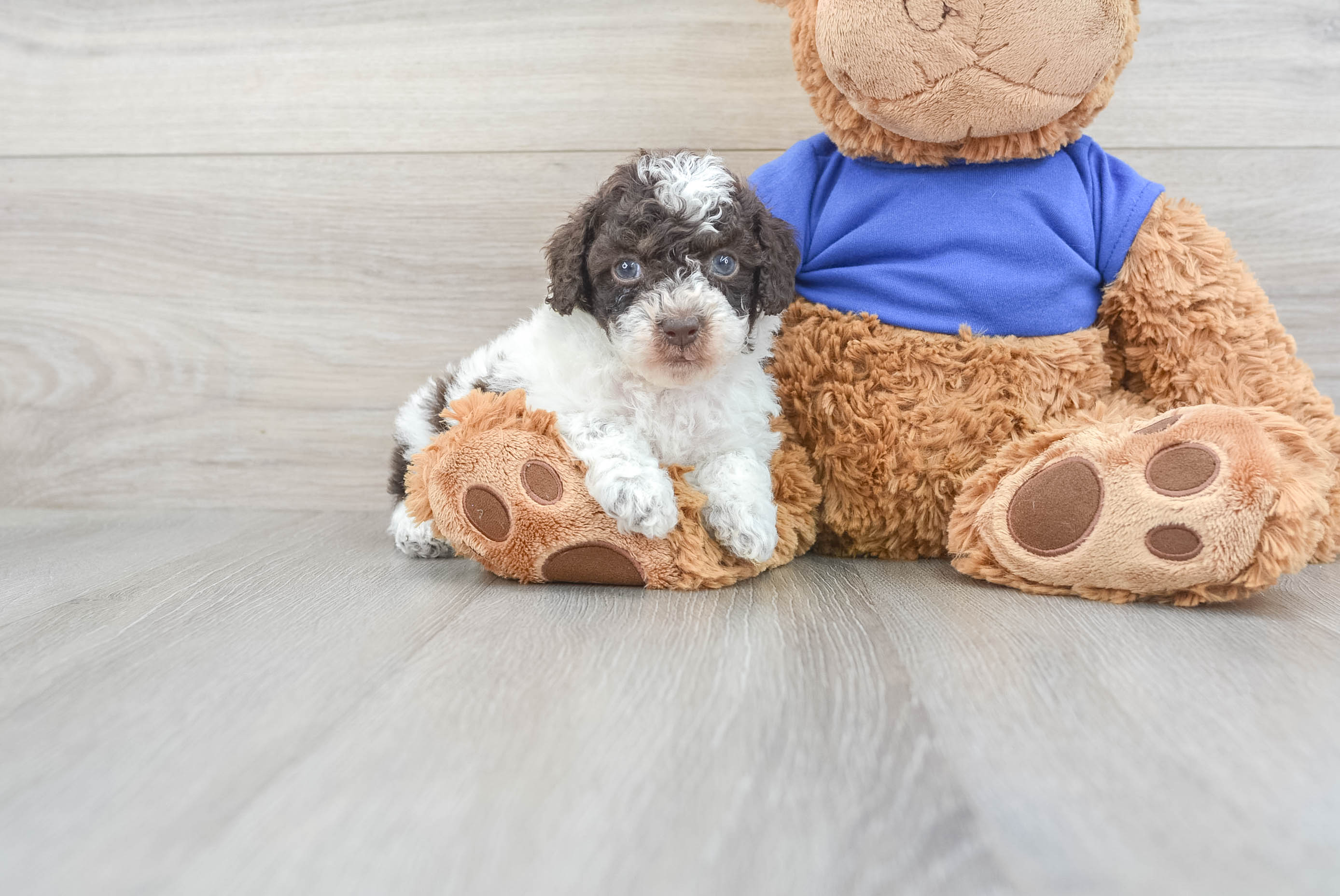 Idaho Jewels Poodles — Jett, Red Abstract Mini Poodle (Stud