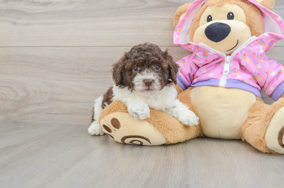 5 week old Poodle Puppy For Sale - Premier Pups