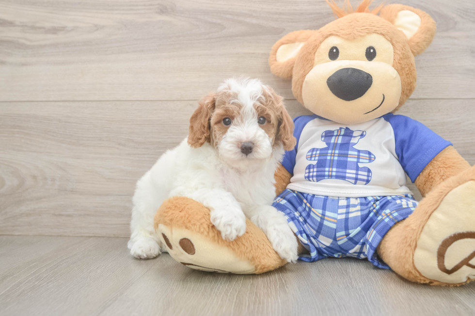 Best Poodle Baby