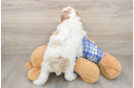 Best Poodle Baby