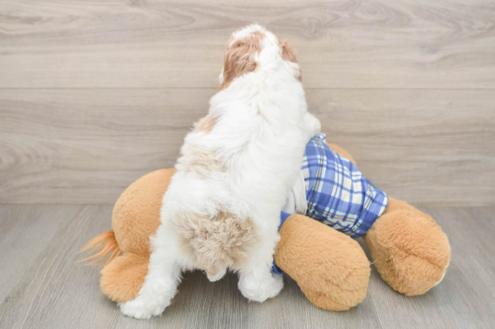 Best Poodle Baby