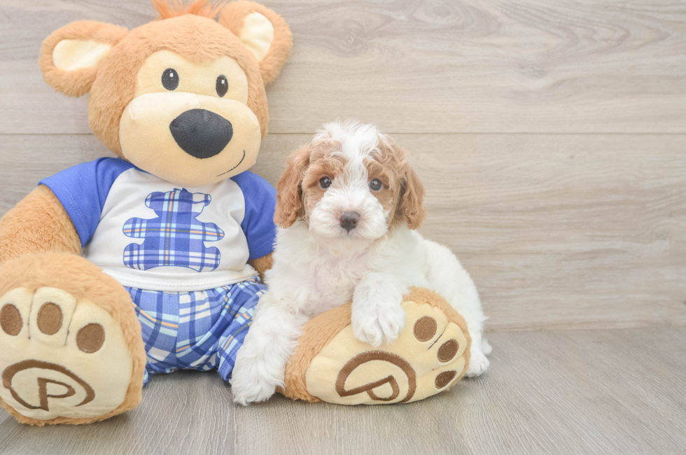 5 week old Poodle Puppy For Sale - Premier Pups