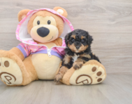 5 week old Poodle Puppy For Sale - Premier Pups