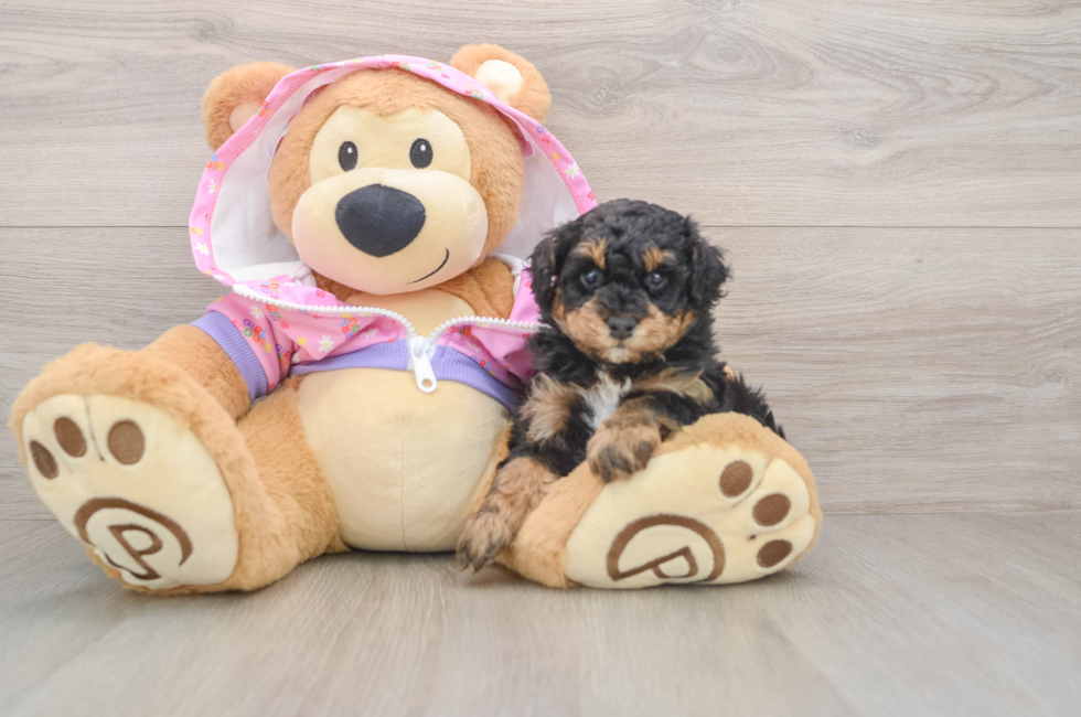 5 week old Poodle Puppy For Sale - Premier Pups