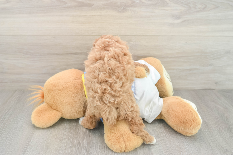 Poodle Pup Being Cute