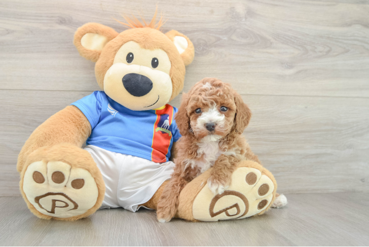 Adorable Toy Poodle Purebred Puppy