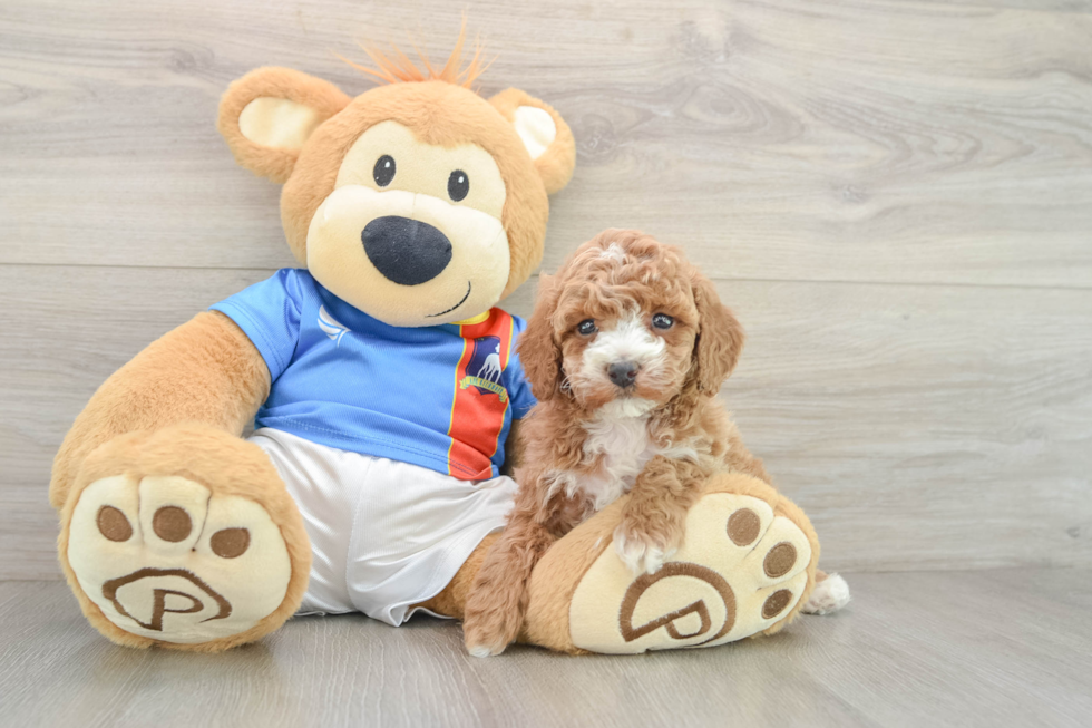 Adorable Toy Poodle Purebred Puppy