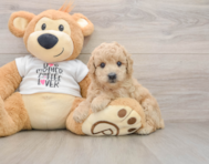 7 week old Poodle Puppy For Sale - Premier Pups