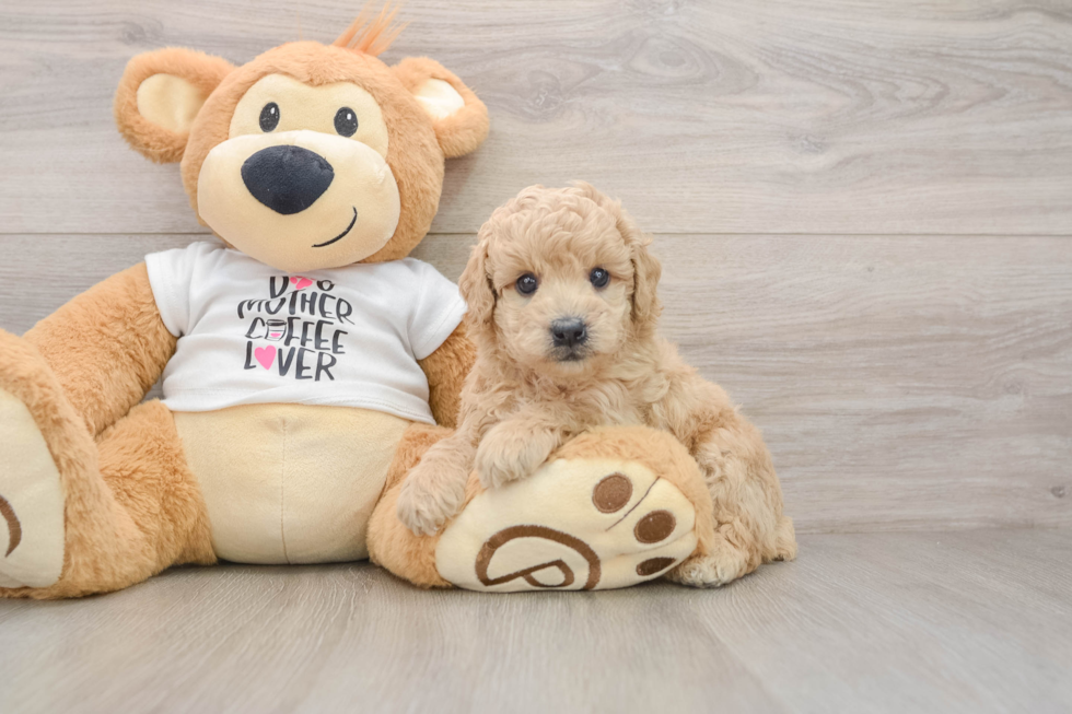 Poodle Puppy for Adoption