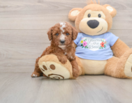 7 week old Poodle Puppy For Sale - Premier Pups