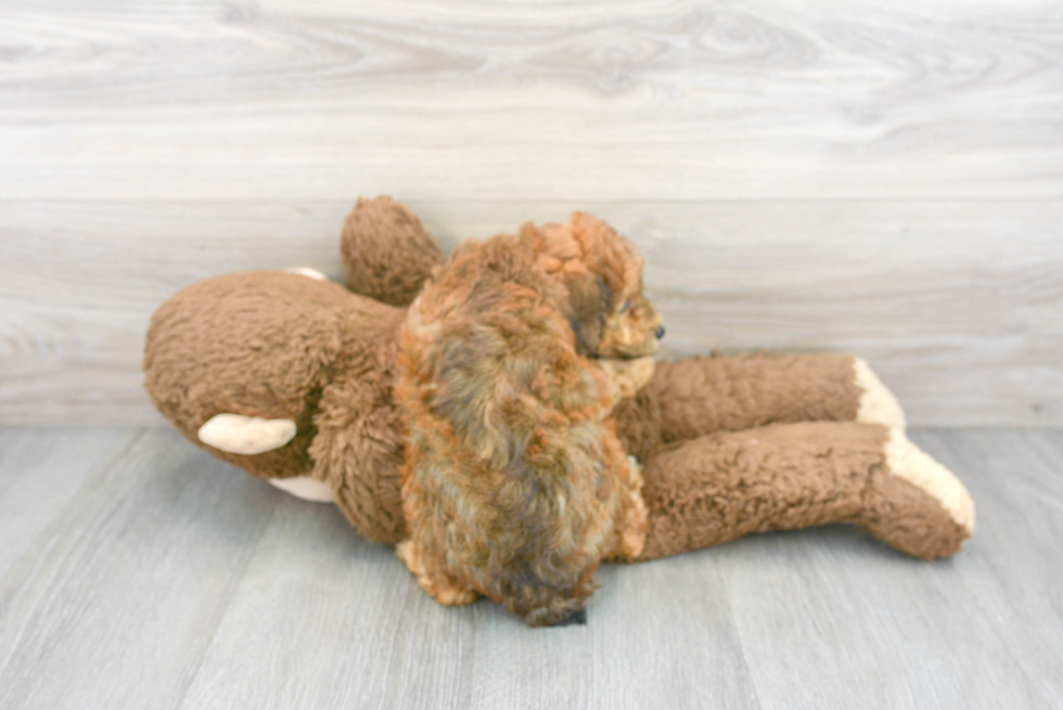 Best Poodle Baby