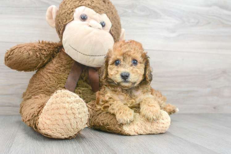 Cute Pudle Purebred Puppy