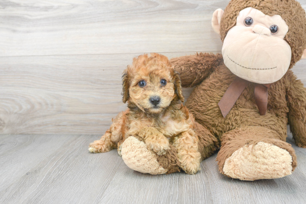 Cute Poodle Purebred Pup