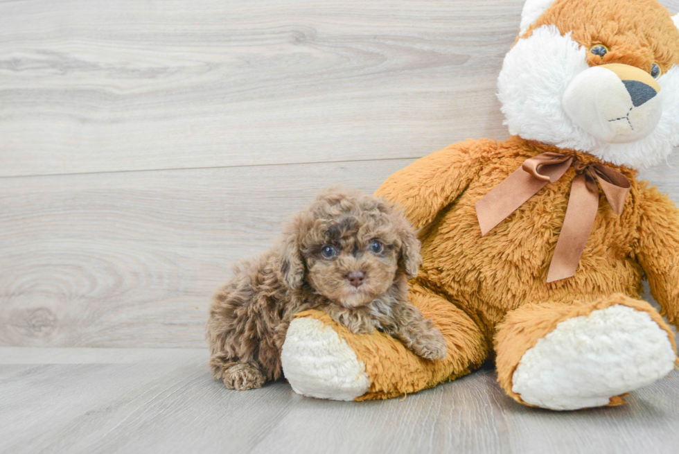 Funny Poodle Purebred Pup