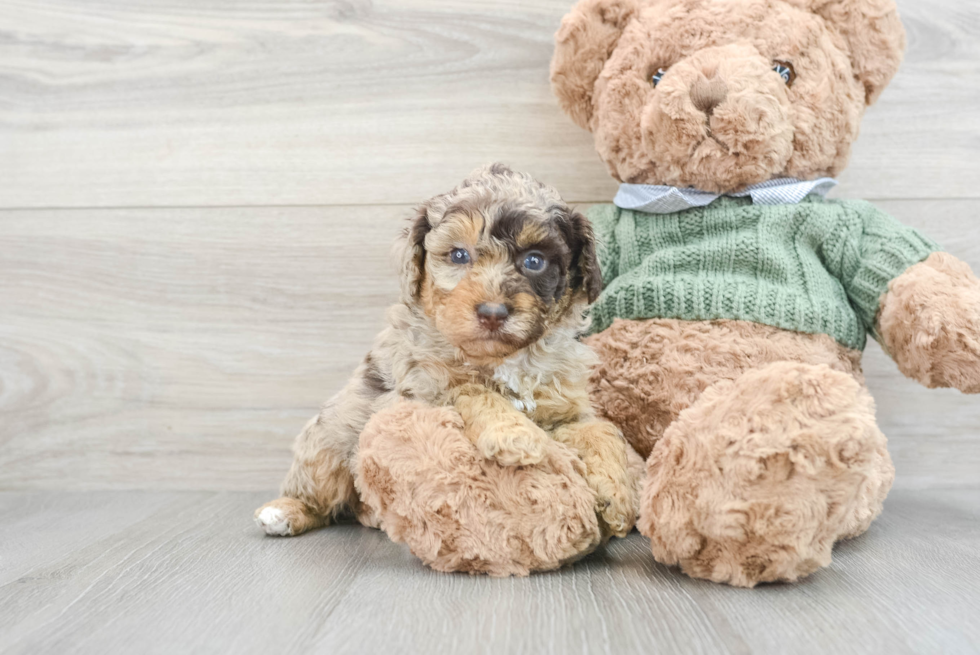 Small Poodle Purebred Pup