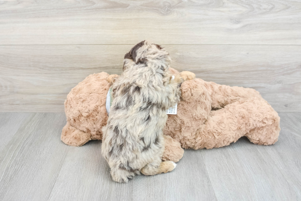 Poodle Pup Being Cute