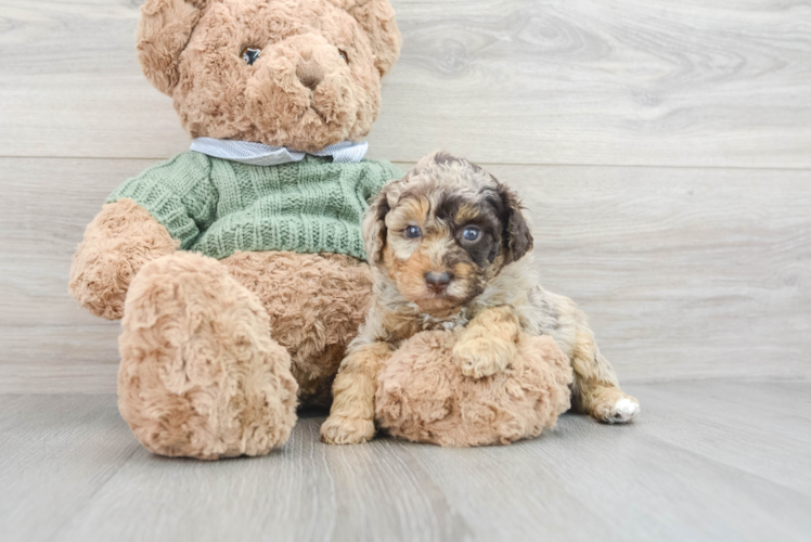 Poodle Puppy for Adoption
