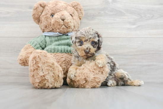 Poodle Puppy for Adoption