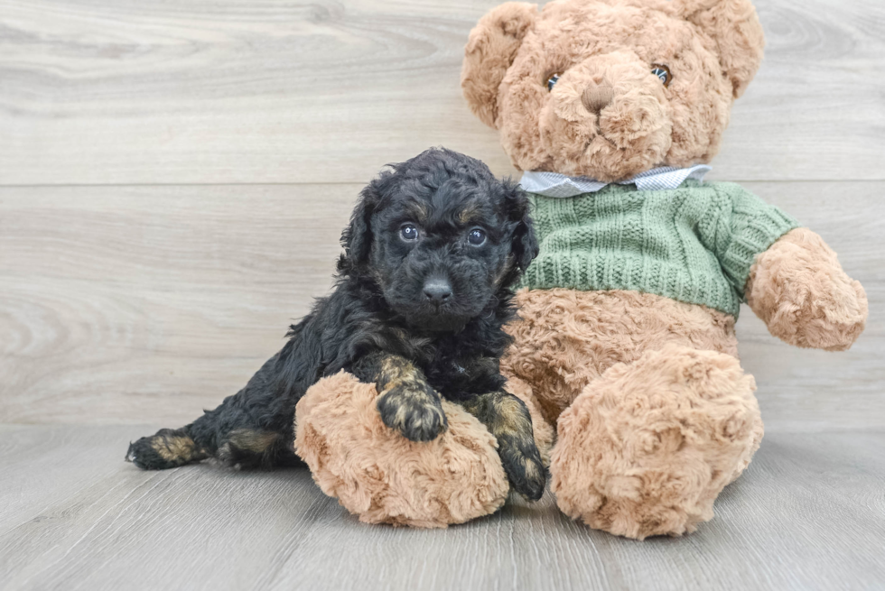 Poodle Pup Being Cute