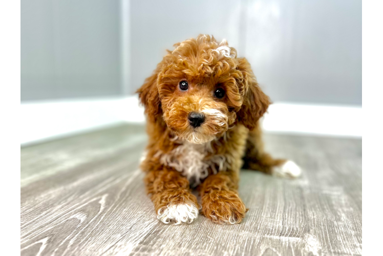 Poodle Puppy for Adoption