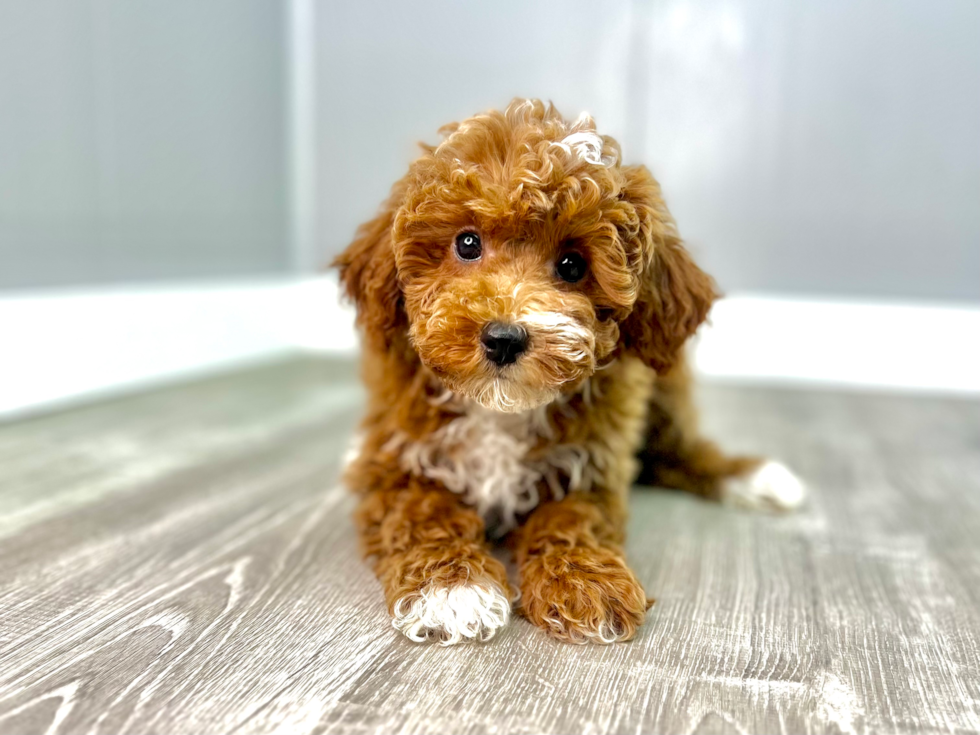 Poodle Puppy for Adoption