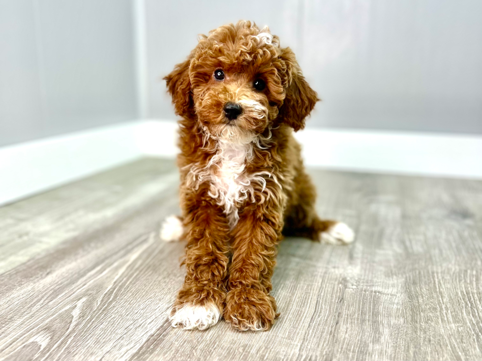 Poodle Puppy for Adoption