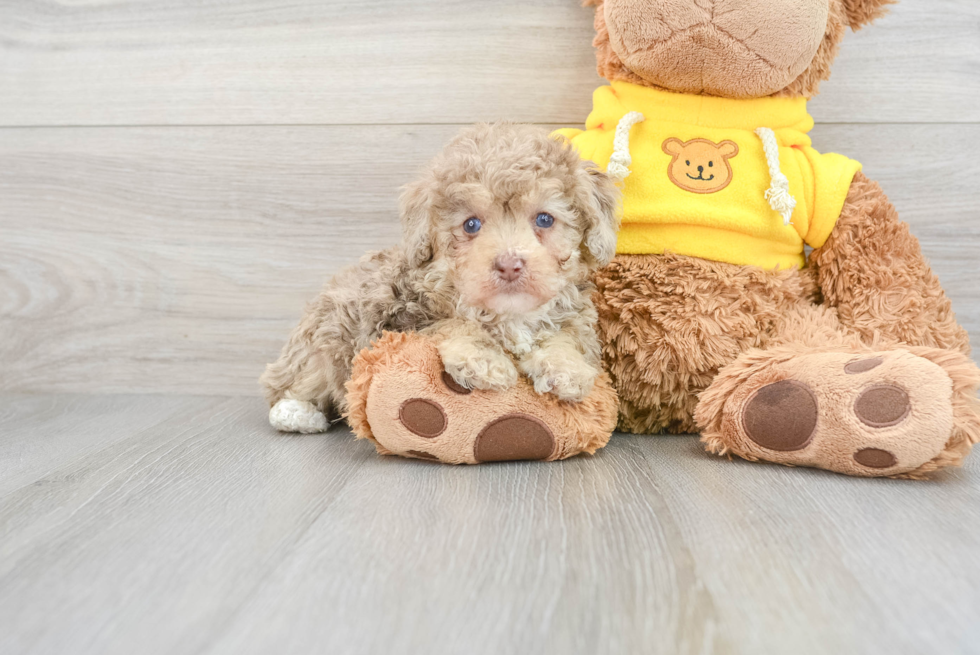 Poodle Pup Being Cute