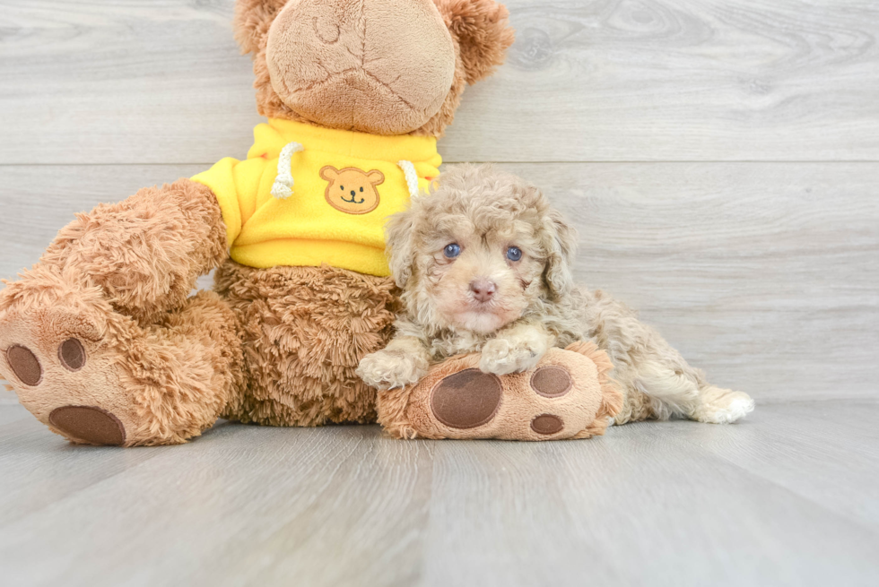 Playful Poodle Purebred Pup