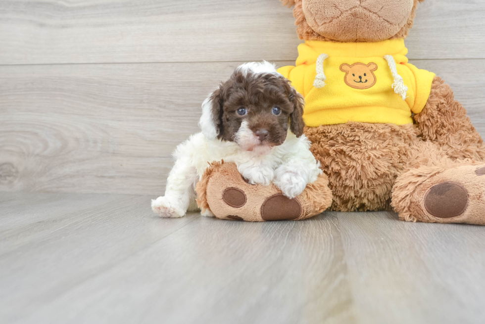 Small Poodle Baby