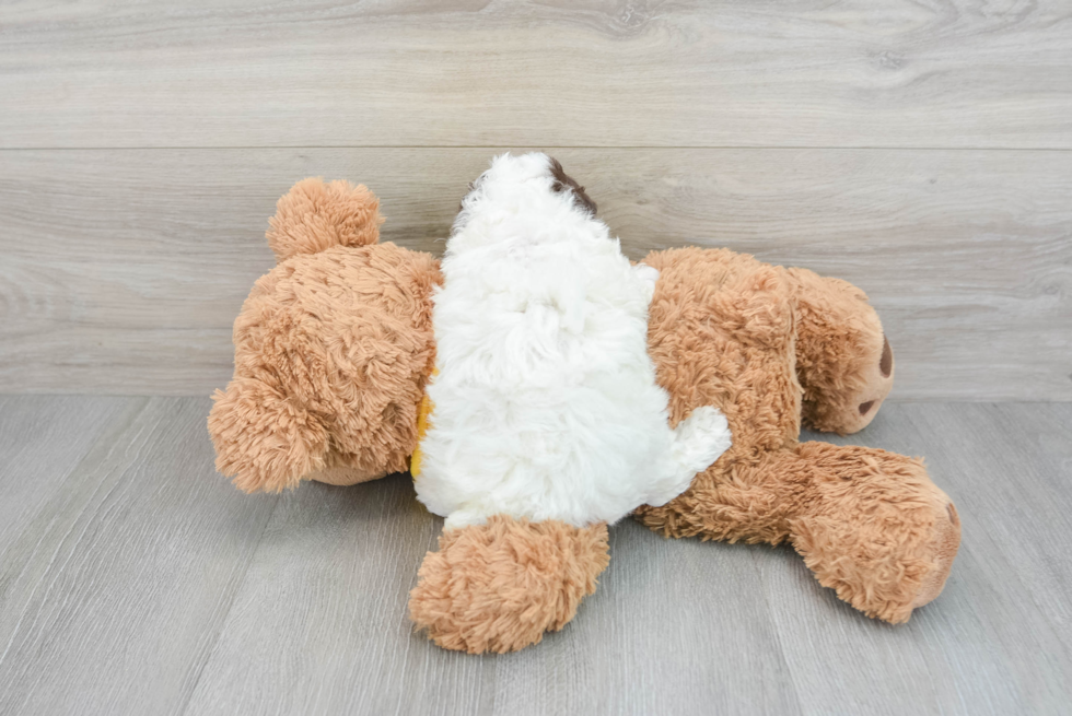 Little Poodle Purebred Pup