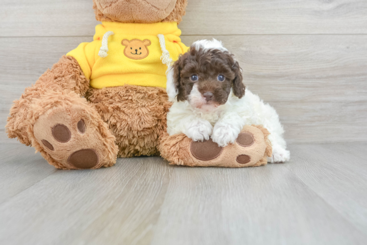 Akc Registered Poodle Baby