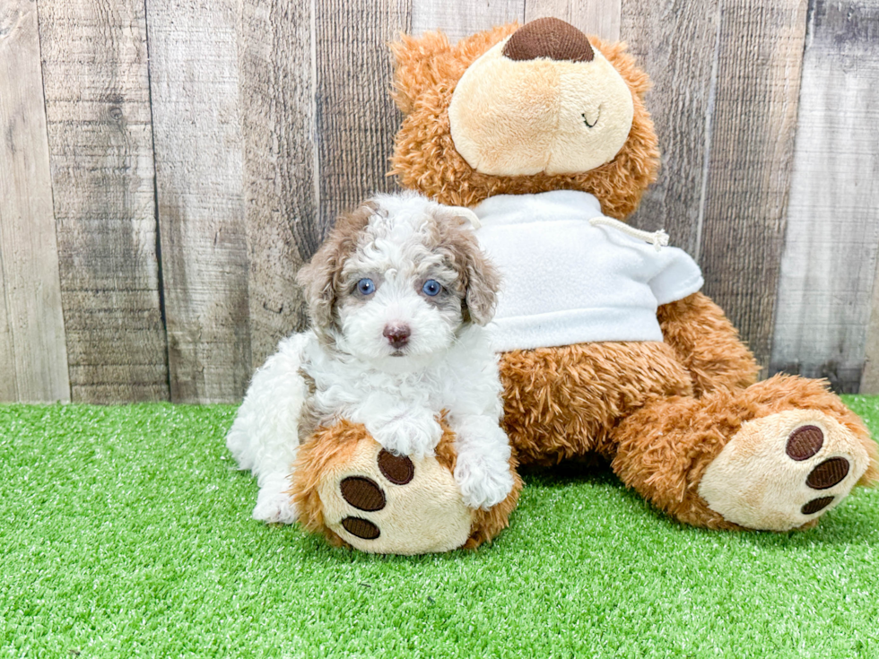 Poodle Pup Being Cute