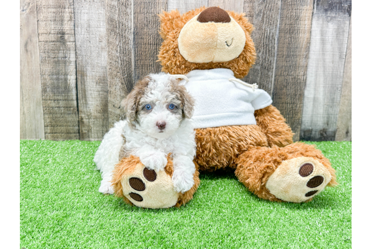 Petite Pudle Purebred Puppy