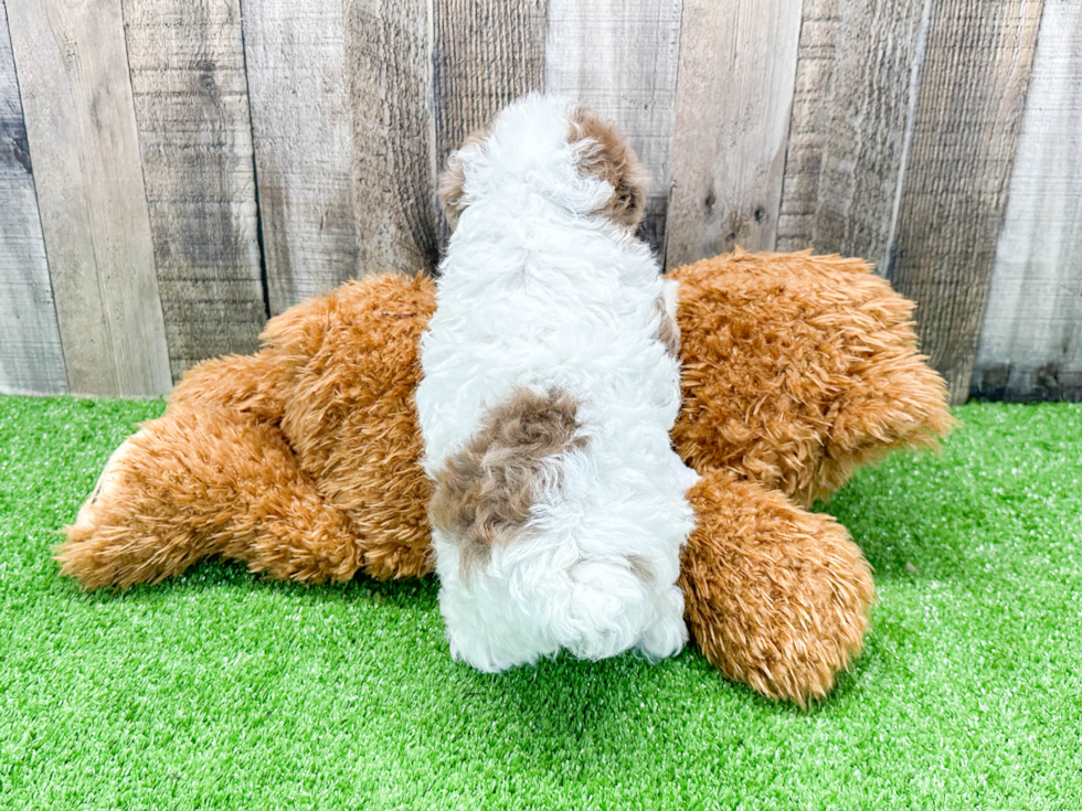 Friendly Poodle Baby