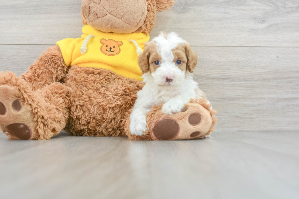 Popular Poodle Purebred Pup