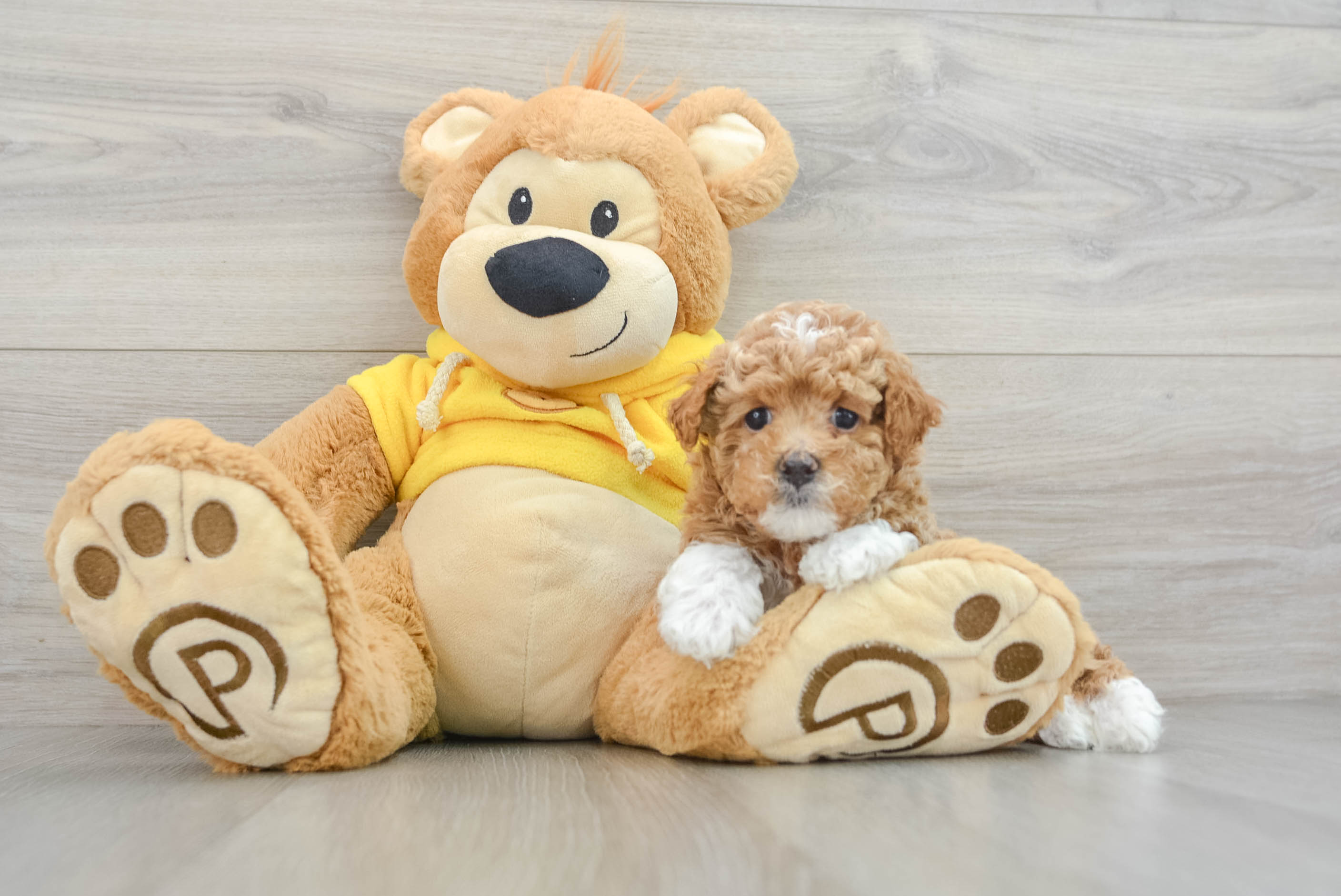 Best Poodle Baby