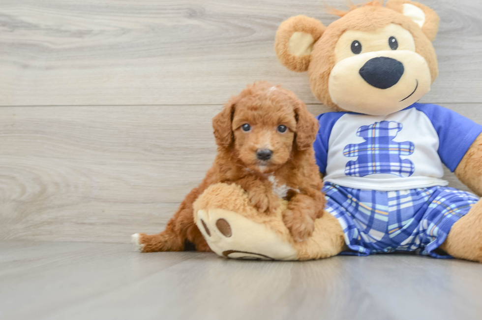 5 week old Poodle Puppy For Sale - Premier Pups