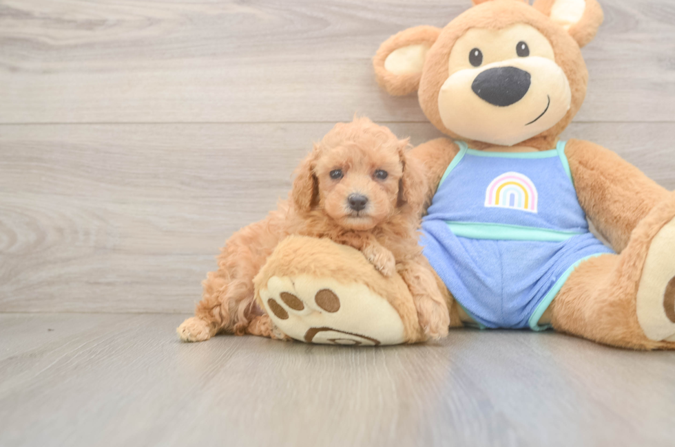 5 week old Poodle Puppy For Sale - Premier Pups